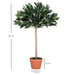 OutSunny Olive Tree Outdoors Water proof Green, Orange 900 mm