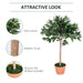 OutSunny Olive Tree Outdoors Water proof Green, Orange 900 mm